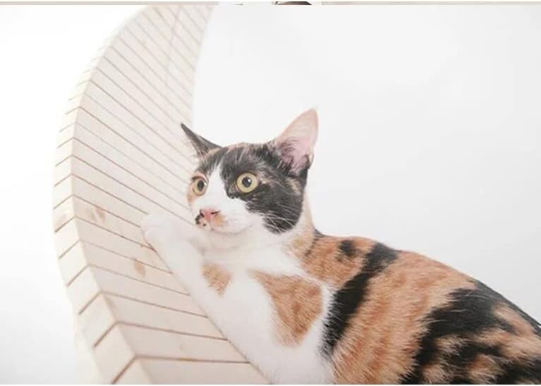 קיר רכוב מוצק עץ חתול קפיצות פלטפורמת חתול טיפוס מסגרת חתול עץ קיר חתול ריהוט לפרק חתלתול מקפצה