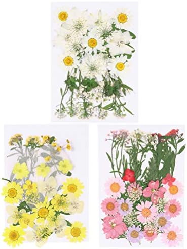 ערכות מלאכה של Exceart 3 סטים פרחים מיובשים טבעיים פרחים יבשים אמיתיים פרחים בלטים צמחים טלפון דה -אוקרים