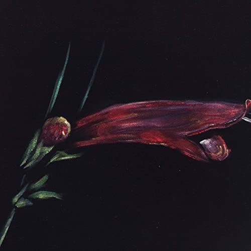 ציור ריאליסטים פרחוני אדום פרחוני ציור מפרו 'פרח סלביה'