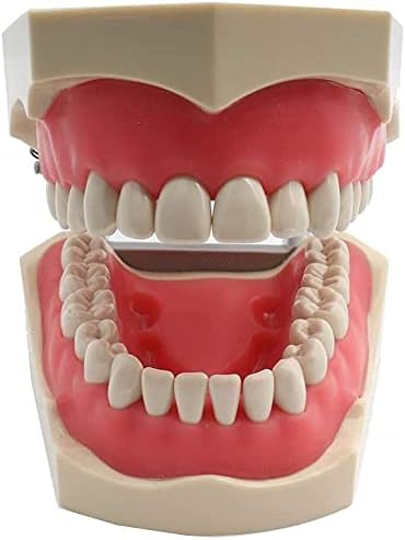 מודל איברים של YUESFZ LMEILI 1PC שיניים שיניים ללמד תרגול מודל סוג אוניברסלי סוג שיני חניכיים רכות