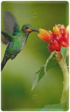 Yyzzh Hummingbird מאכיל פרח אדום על יער יער ירוק מטושטש בית גידול טבע כיסוי לא מנוצל כיסוי כיסוי