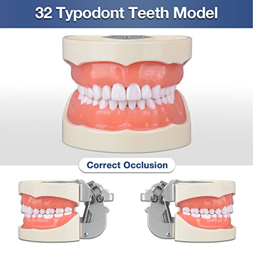 האולטרה טיפודונט שיניים דגם עם 32 להסרה שיניים עבור שיניים היגיינה סטודנטים, מתאים להוראה,
