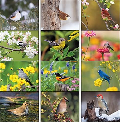 ציפורים של צפון אמריקה 2023 לוח השנה התלוי הקיר - 19 x 11 2023 מתכנן פגישות חודשי ומארגן. ציפורים