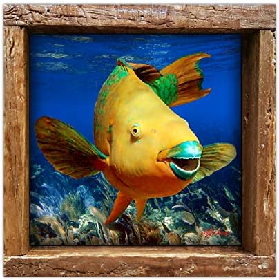 דג תוכי קשת / דג תוכי צילום מתחת למים בפלורידה קיז מודפס על אריח קרמיקה מבריק 4.25 על 4.25 ממוסגר במסגרת מלכודת