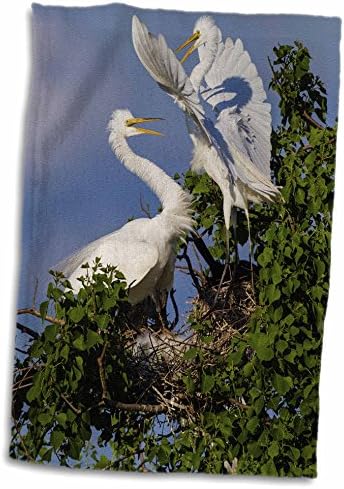 3drose danita delimont - ציפורים - Egret Great, Ardea Alba, מבוגרים בקן - מגבות