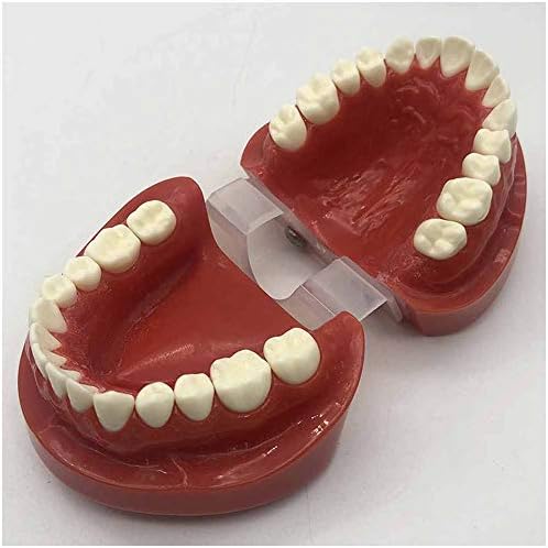 Kh66zky tobodont דגם שיניים סטנדרטיות מודל שיניים שיניים מודל ללימוד הפגנת תרגול הפגנת חוט דנטלי