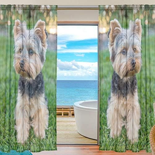 Top Carpenter Yorkshire Terrier Dog על דשא חצי וילונות חלון חלון וילונות פנלים