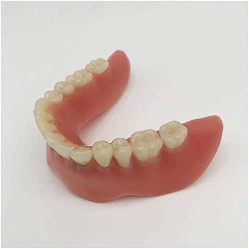 שיניים חינוכיות שלות לסת חינוכיות שלות גוף גוף על גוף גוף עליון - מודל שיניים לחינוך - עצם אנטומית דגם לסת נמוכה