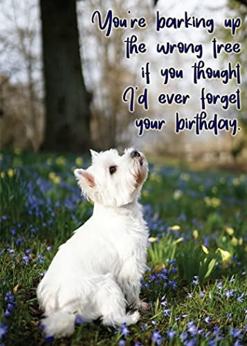 תהילה לכלב אתה נובח את העץ הלא נכון אם חשבת שאי פעם אשכח את כרטיס הברכה שלך ליום ההולדת