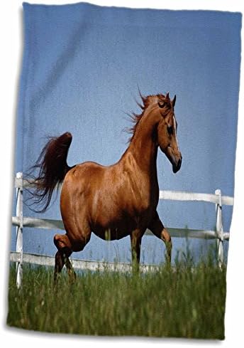 3drose חיות פלורן - תמונה של סוס טראוט יפהפה. Jpg - מגבות
