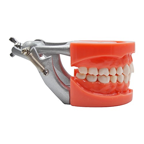 שיניים למבוגרים מודל 32 שיניים רגילות שיניים אנושיות מודל להצגה