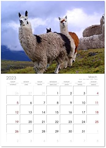 Alpaca and Lamas), Calvendo 2023 לוח שנה חודשי