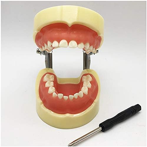 KH66Zky Tobodont מנוסה מודל אנטומיה מודל רגיל מודל שיניים נשירה כלים לימוד כלים עם 24 שיניים נשלפות