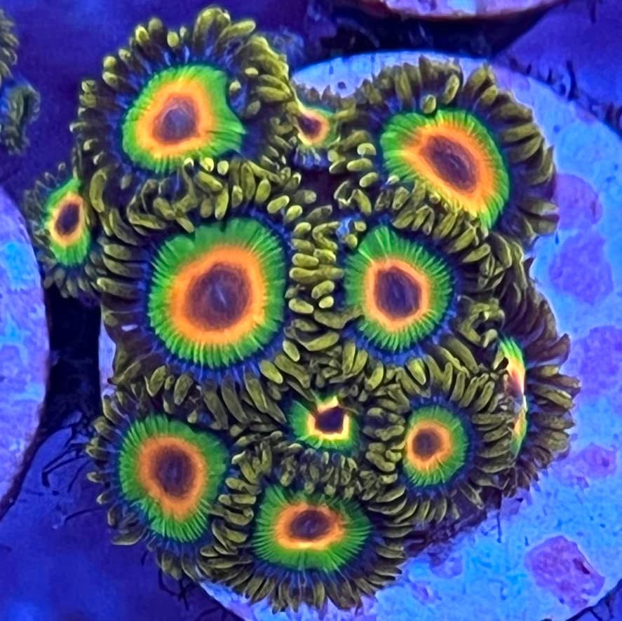 אוהבי אלמוגים חיים אלמוגים מלוחים פרג-ראסטה זואנטידים, ירוק, צהוב, כתום
