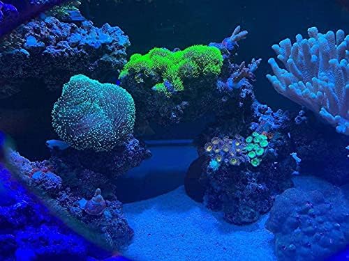 עדשת שונית אלמוגים בחירת אקווריום לצילום משקפי מסנן האלמוגים והאלמוגים לצפייה באלמוגים ולהגן על העיניים