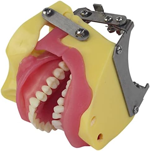 מודל שיני שיניים של Kitegrese, מודל שיניים אנטומי בגודל טבעי, כולל שורש שורש/שיניים/שיניים/שיניים/שיניים/השטחיה