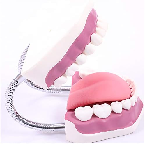 מודל שירותי בריאות אוראלי של KH66ZKY - דגם שיני שיניים - הדגמת צחצוח רופאי שיניים הדגמה הדגמה