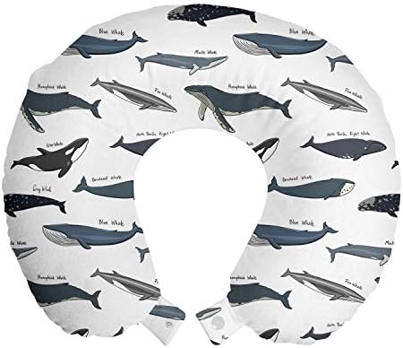 לווייתנים של אמבסון מנוחה בצוואר נסיעות, צפון פסיפיק רוצח קשת קשת דבורה מינקה לוויתן שחייה אוקיינוס,
