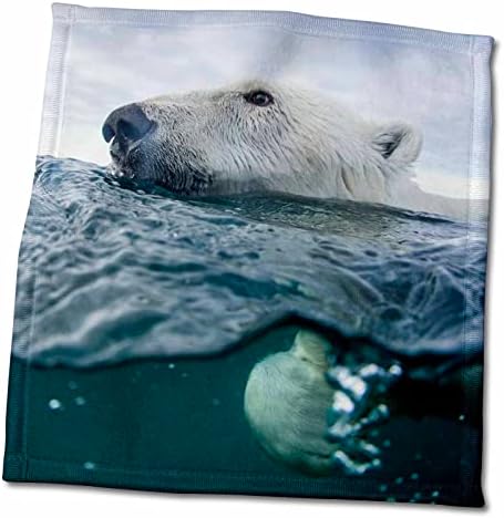 טריטוריה של נונאוט 3 דרוז, מתחת למים, שחייה של דובי קוטב - מגבות