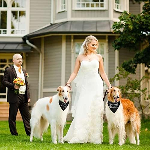 RISF אירוסין כלב בנדנה, בני האדם שלי מתחתנים היא אמרה כי כן צווארון בנדנה של כלב, מעורבות D-Ting