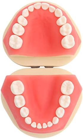 Kh66zky דגם שיניים נשיר - דגם שיני שיניים - דגם שיניים אנושיות מודל צחצוח שיניים להוראה לימוד