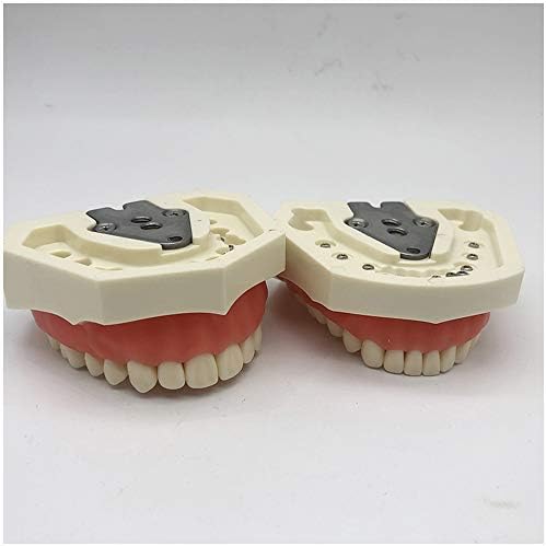 Kh66zky עליון ותחתון להכנת שיניים מודל הכנת אנטומיה דגם חינוכי Tododont עם שיניים נשלפות להוראה וללימוד