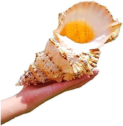 Omuci 1pcs טבעי Big Sea Conch מעטפת Jinkou Dawa Snaw Stone Spiral Spiral לבן אלמוגים קישוטי כוכבי